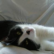 Blanding af racer Malthe 1998-2014