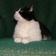 Blanding af racer Malthe 1998-2014