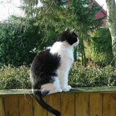 Blanding af racer Malthe 1998-2014