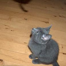 Blanding af racer Puzz død d. 30 okt. 06