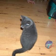 Blanding af racer Puzz død d. 30 okt. 06