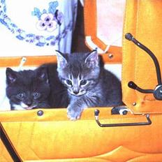 Blanding af racer pulle og sofus 