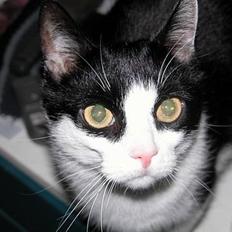 Blanding af racer Zip