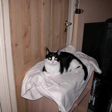 Blanding af racer Zip