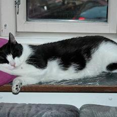 Blanding af racer Zip