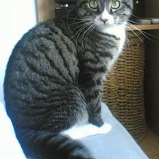 Blanding af racer . ~ * Puma * ~ .