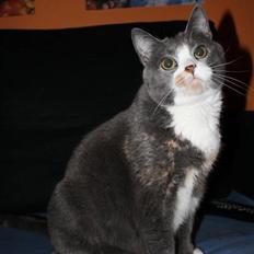 Blanding af racer Rhea