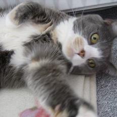 Blanding af racer Rhea