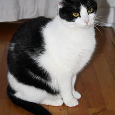 Blanding af racer Cleo