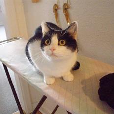 Blanding af racer Cleo