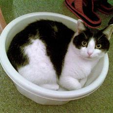 Blanding af racer Cleo