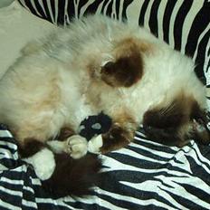 Hellig Birma Jandouglen Royal Velvet