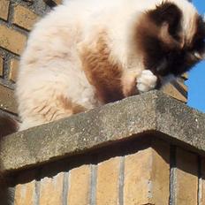 Hellig Birma Jandouglen Royal Velvet