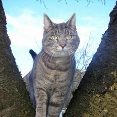 Blanding af racer Max