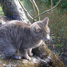 Blanding af racer Max