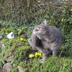 Blanding af racer Max