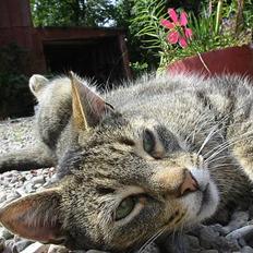 Huskat Mickey - R.I.P