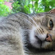 Huskat Mickey - R.I.P