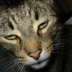 Huskat Mickey - R.I.P