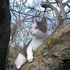 Blanding af racer Molly