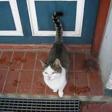 Blanding af racer Molly