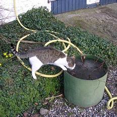 Blanding af racer Molly