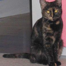 Blanding af racer Kronborgs Kisser