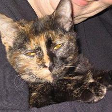 Blanding af racer Kronborgs Kisser