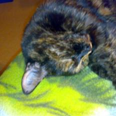 Blanding af racer Kronborgs Kisser