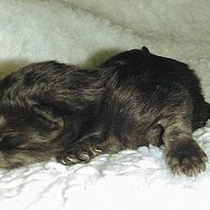 Norsk Skovkat "Muffe" 2001 - 