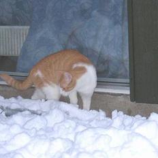 Blanding af racer La`Fontaine`s Bastian