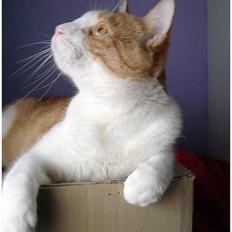 Blanding af racer La`Fontaine`s Bastian