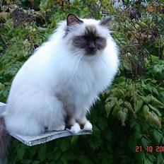 Hellig Birma DK Silky Sox Lupo R.I.P