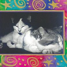 Blanding af racer Maxine