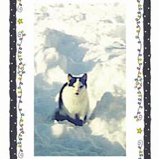 Blanding af racer Maxine