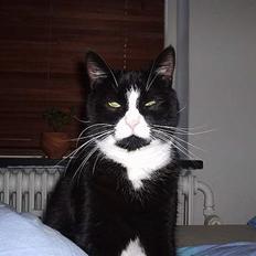 Blanding af racer Missen