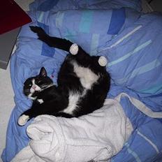 Blanding af racer Missen