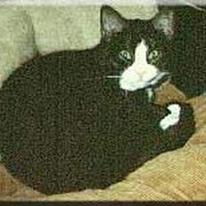 Huskat Victor (forsvundet)