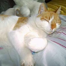 Huskat **Charlie** Død :(