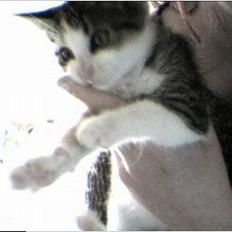 Blanding af racer Trunte