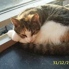 Blanding af racer Trunte