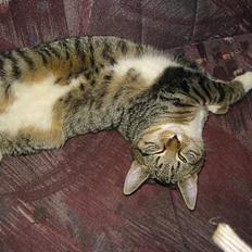 Blanding af racer Manta ** DØD**