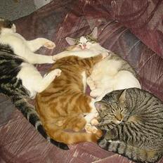 Blanding af racer Manta ** DØD**