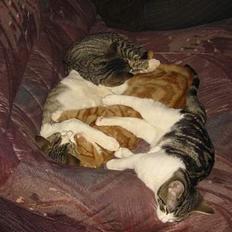 Blanding af racer Manta ** DØD**