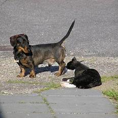 Blanding af racer Mix