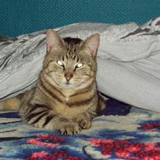 Blanding af racer Tiger