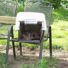 Blanding af racer Tiger