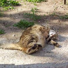 Blanding af racer Tiger