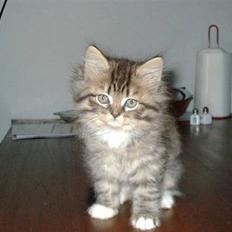 Blanding af racer GISMO