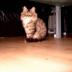 Blanding af racer GISMO